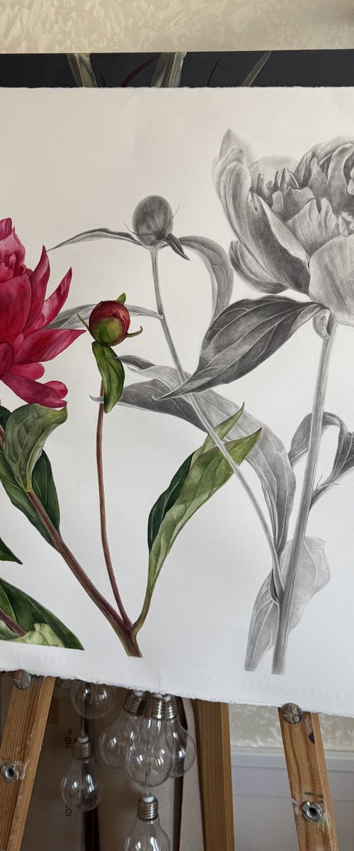 Acceptance by Anna Lyashenko