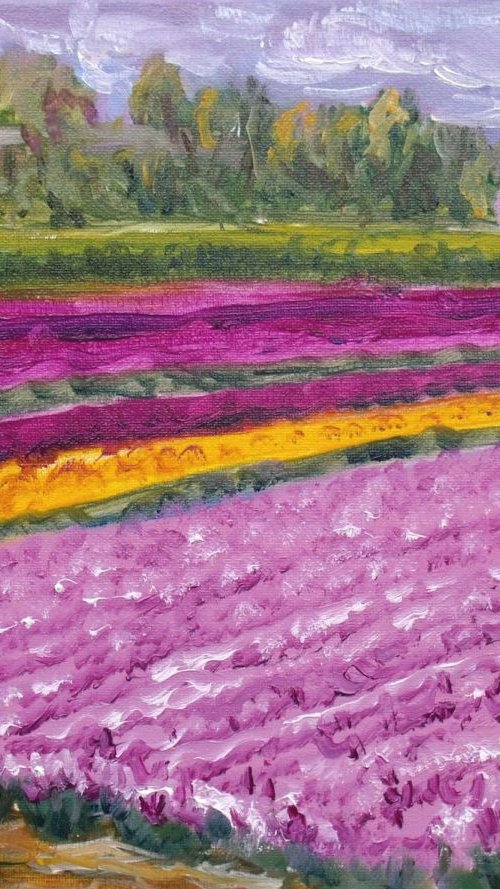 Tulip fields 2017 by Elena Sokolova