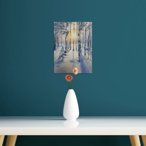 Birch grove in winter glow