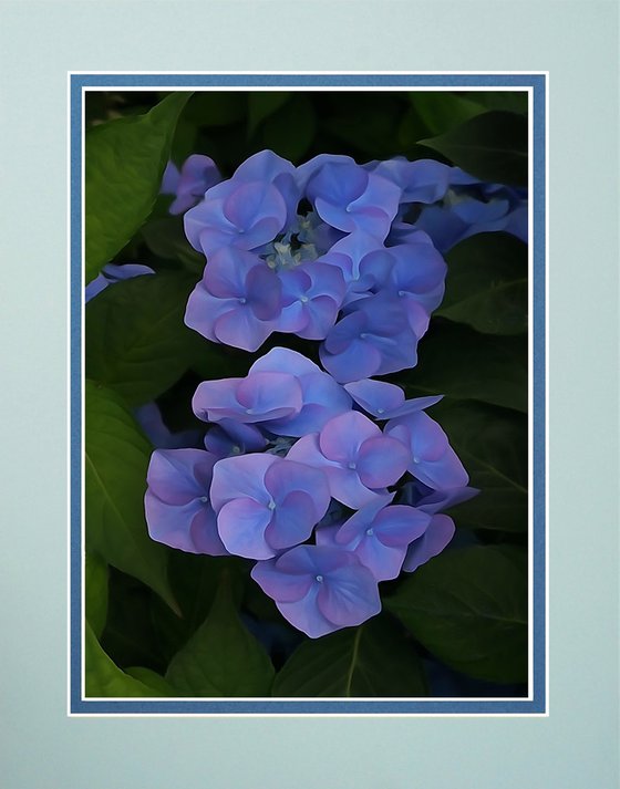 Blue Hydrangea