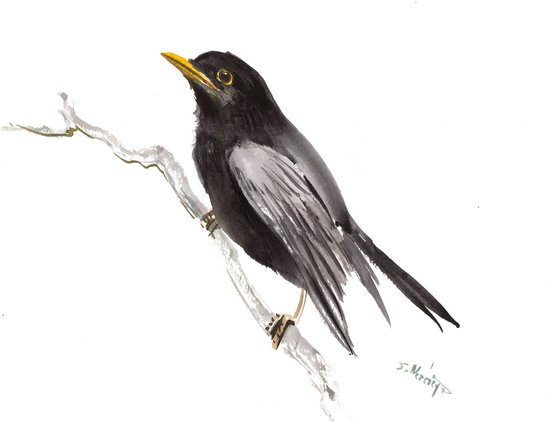 Blackbird