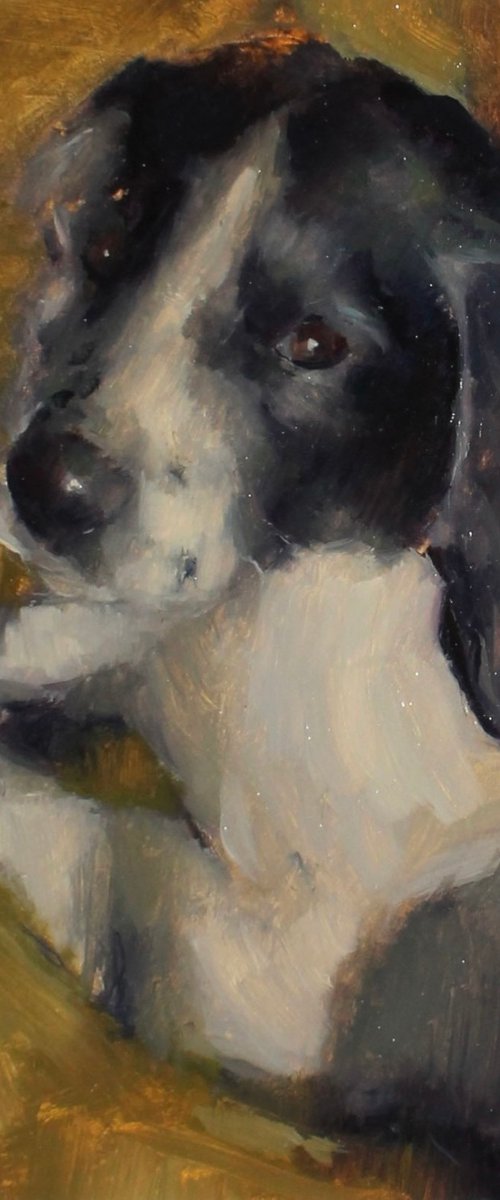 Indie the Spaniel by Jade Eynon