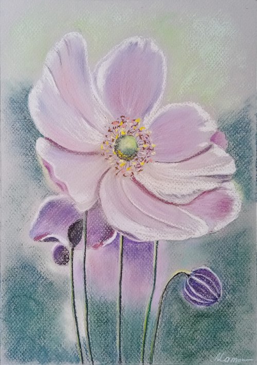 Amethyst  anemone by Liubov Samoilova