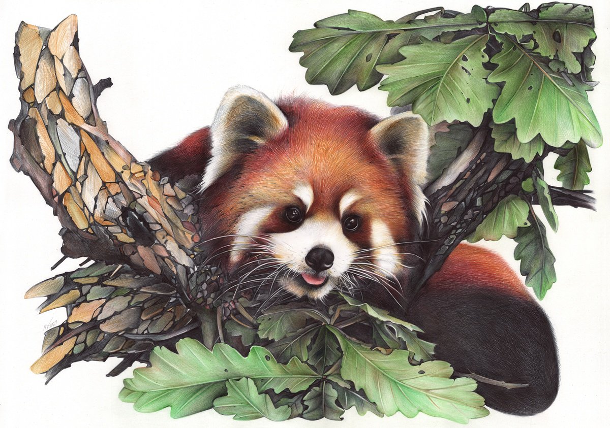 Photorealistic Animal Drawing By Daria Maier, 28 X 20, Red Panda Portrait, Original Artwork