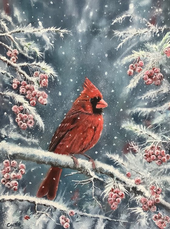 Red Cardinal