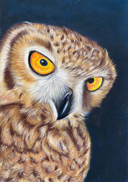 Owl by Maxine Taylor