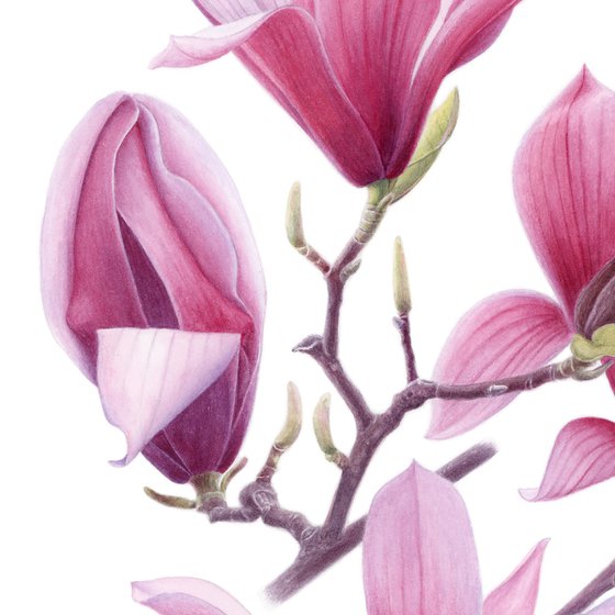 Magnolia. Center