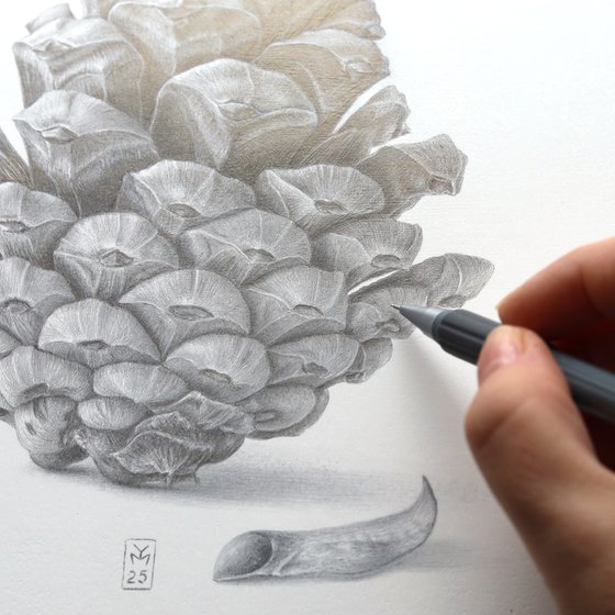 Pine Cone Silverpoint