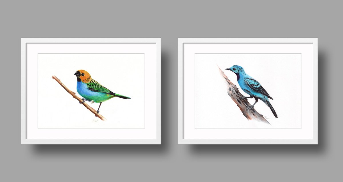 Photorealistic Animal Drawing By Daria Maier, 12 X 8, Birds Collection Viii, Original Artwork