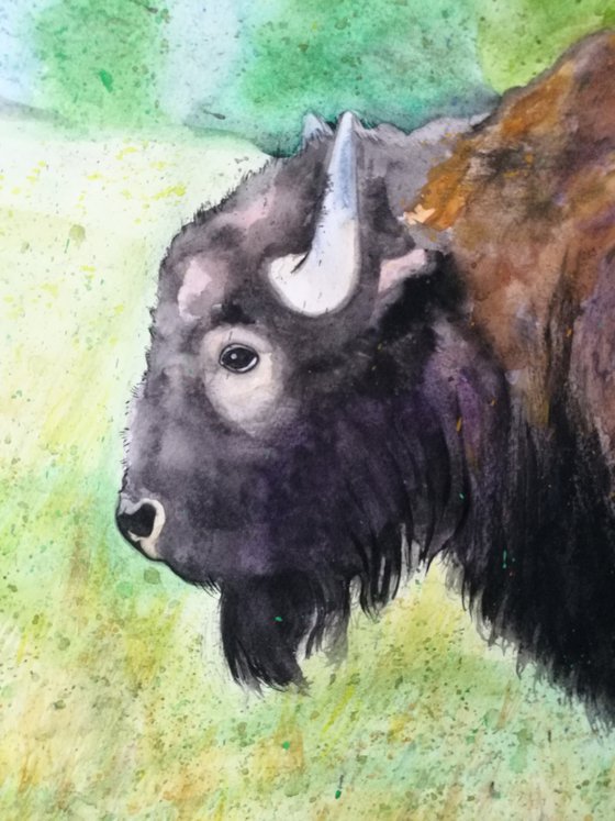 Bison Watercolour. Free Shipping