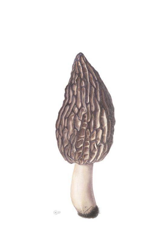 Morel Mushroom by Yuliia Moiseieva