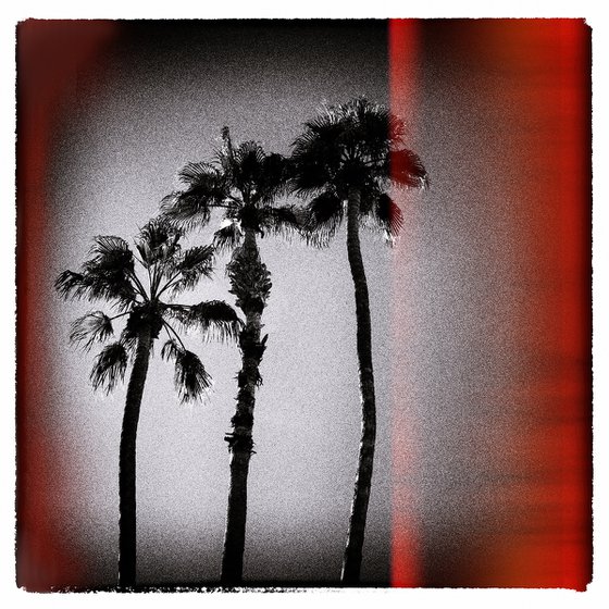 Palm Trees, Palm Springs
