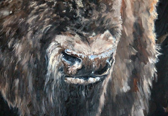 Wildlife - Buffalo - Bison - "Prairie Sentinel"