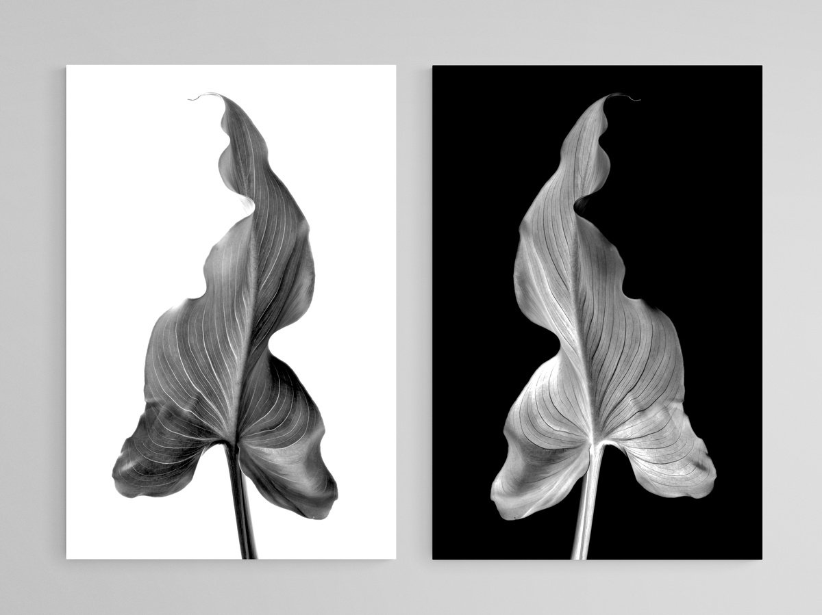 Photorealistic Botanical Photograph By Nadia Culph, 16 X 24", Arum Leaf - Diptych, Original Artwork
