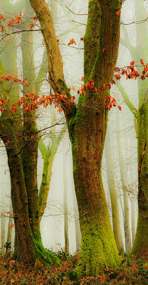 Sisters in the Mist by Nigel Hudson