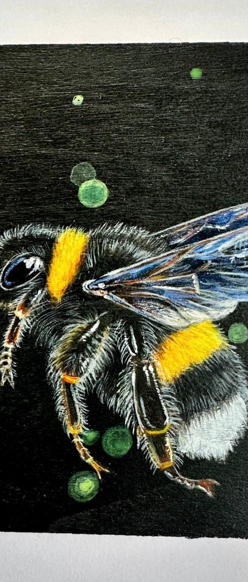 Female WhiteTailed Bumblebee 3 by Louise McNaught