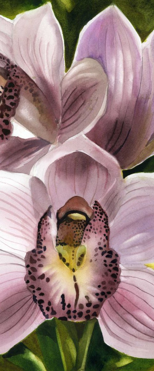 pink cymbidium orchid by Alfred  Ng