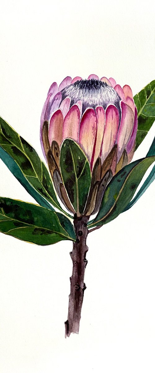 Protea by Tina Shyfruk