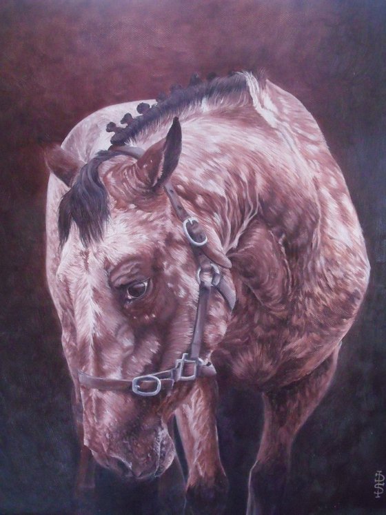 Moody Appaloosa