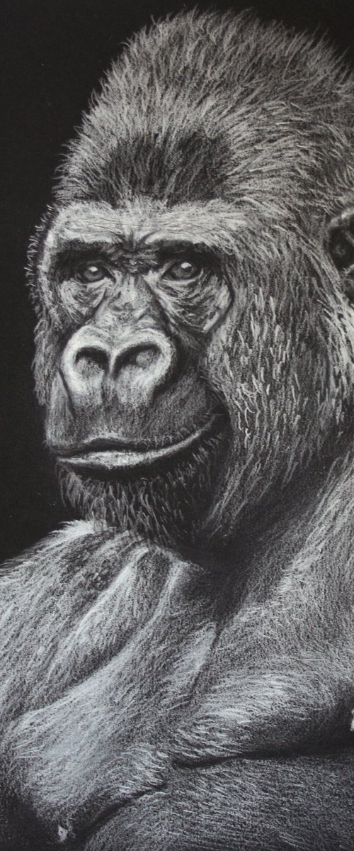 Gorilla II by Salana Art