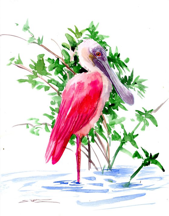 Roseate Spoonbill