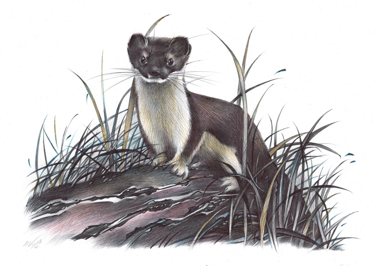 Stoat by Daria Maier