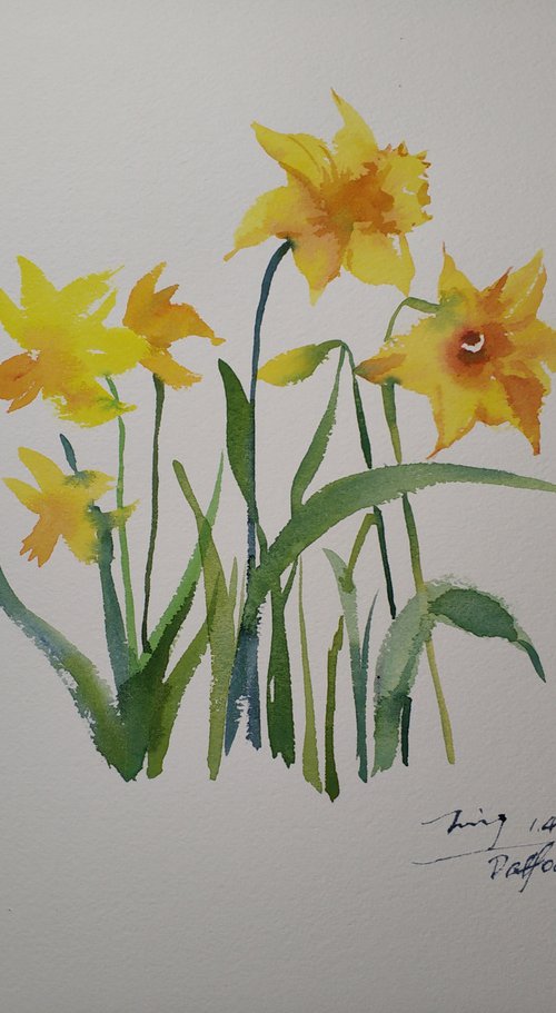 Daffodil by Jing Chen