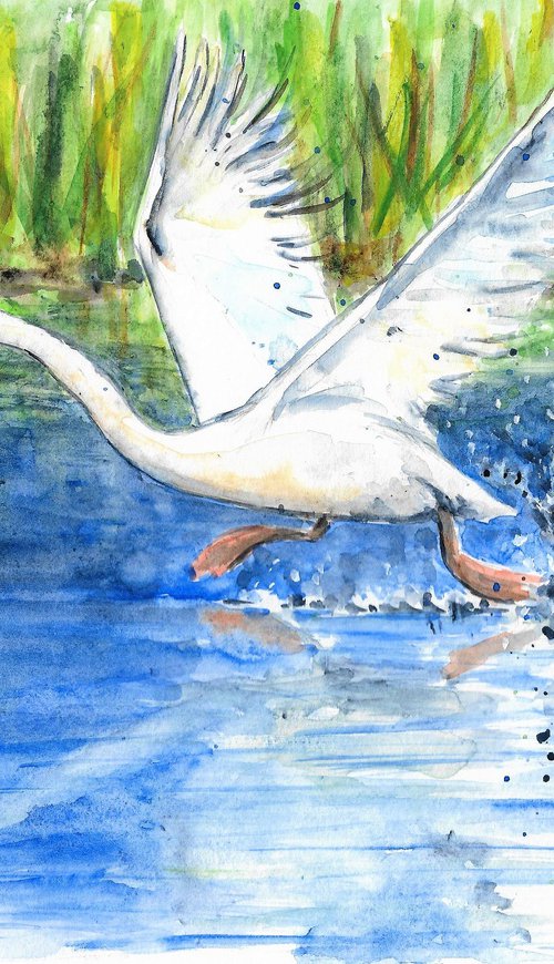 Swan running on water by MARJANSART