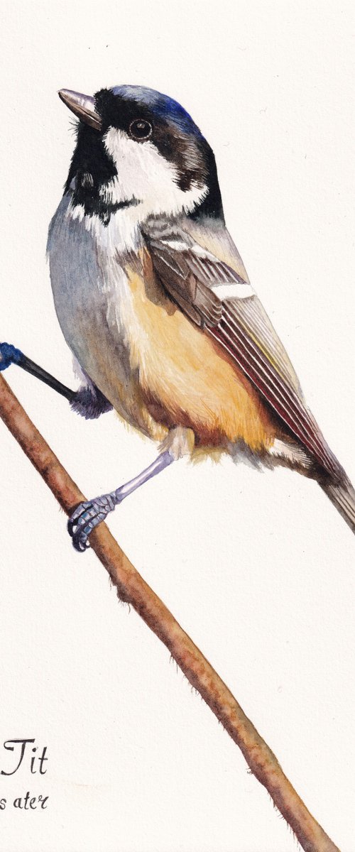 Coal Tit by Lisa Lennon