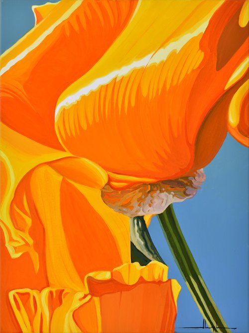 Californian Poppy and Wind #8 by Alex Nizovsky