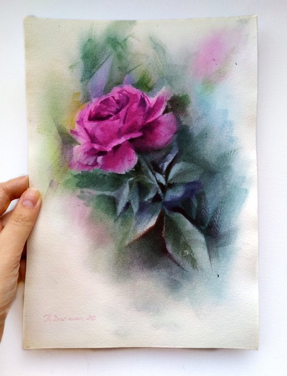 Pink Rose flower portrait