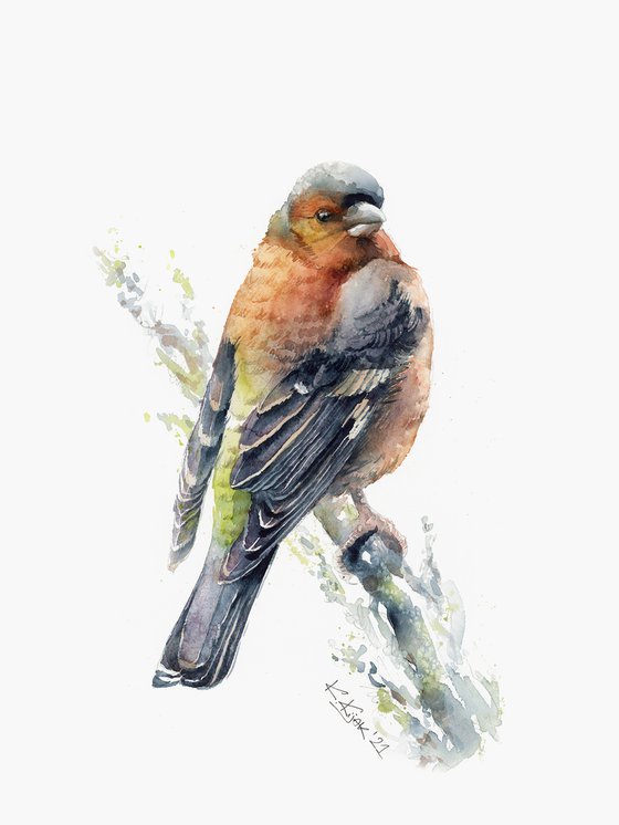Common chaffinch in watercolor