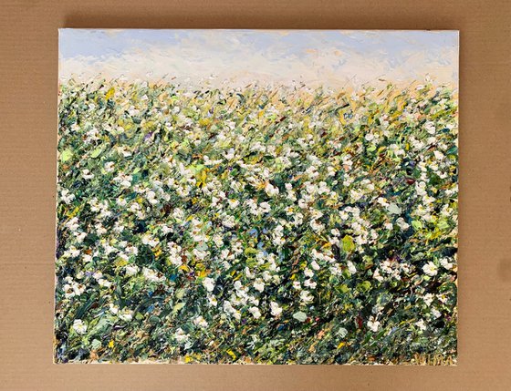 Field of white daisies