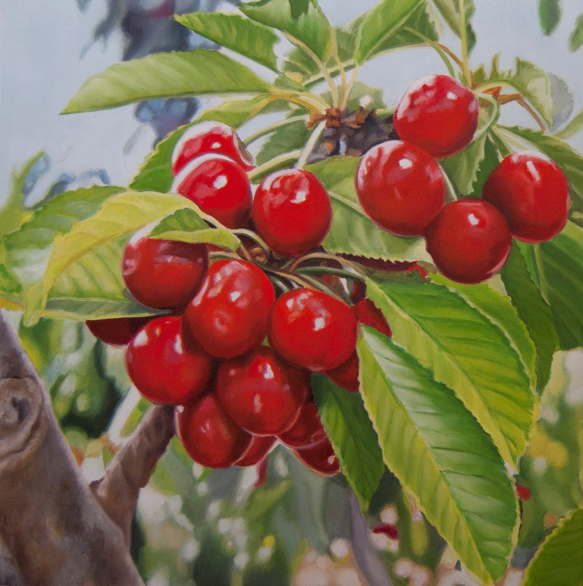 Photorealistic Oil Painting , Cherries Ii By Simona Tsvetkova, 16 X 16, Artwork For Sale On Artfinder