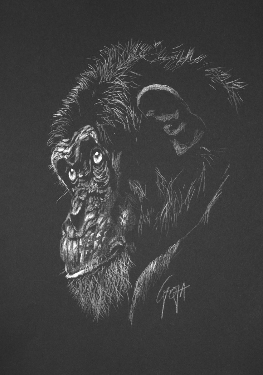Impressionistic Portrait Pencil Drawing By Nicolas Goia, 14 X 20", Chimp, Original Artwork