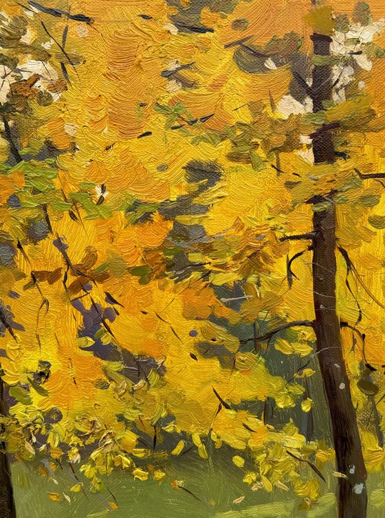 Autumn Forest