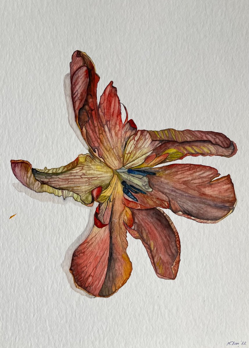Photorealistic Watercolour , Red Tulips By Myroslava Denysyuk, 9 X 13, Artwork For Sale On Artfinder