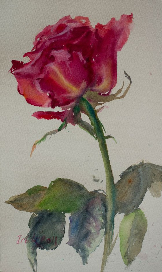 Rose. 06072018