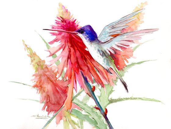 Violet-Crowned Hummingbird