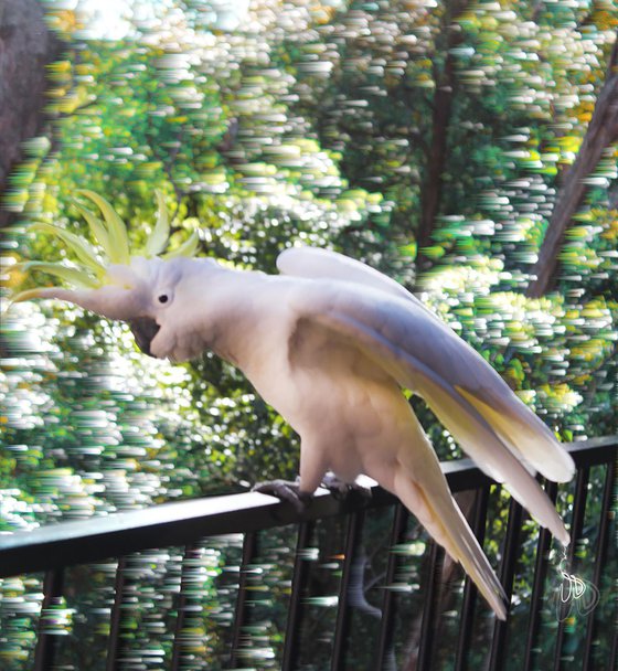 Cockatoo for Takeoff