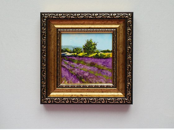 Lavender Farm