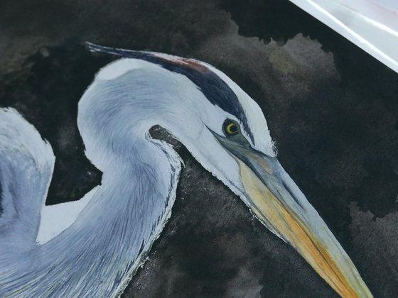 Blue Heron