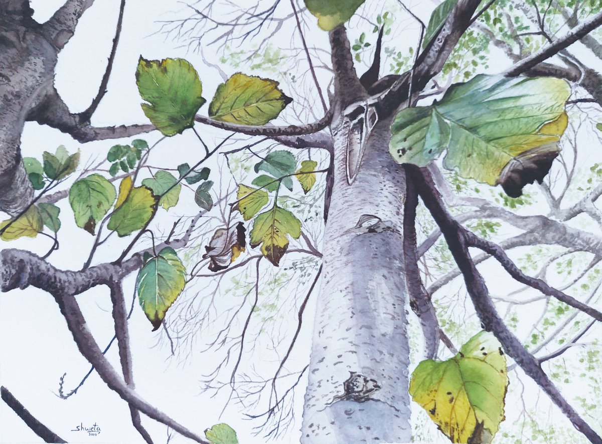 Winter Elm Tree Watercolor Painting by Shweta  Mahajan