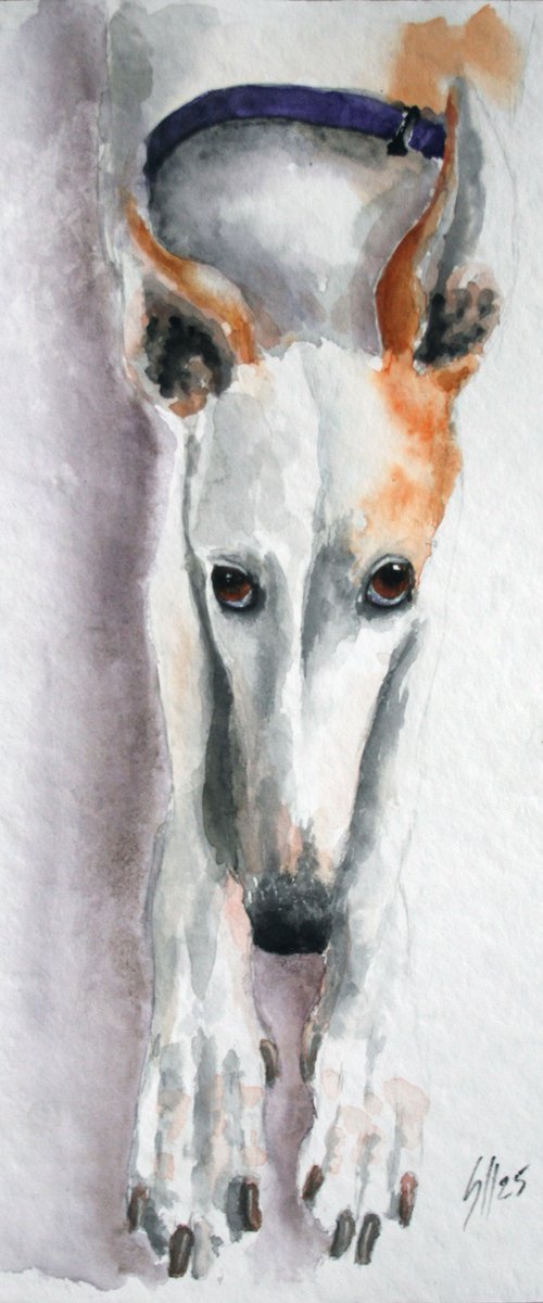 Greyhound by Salana Art / Svetlana Samovarova