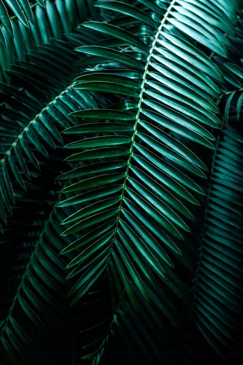 Palms by Yuliya Ivanova