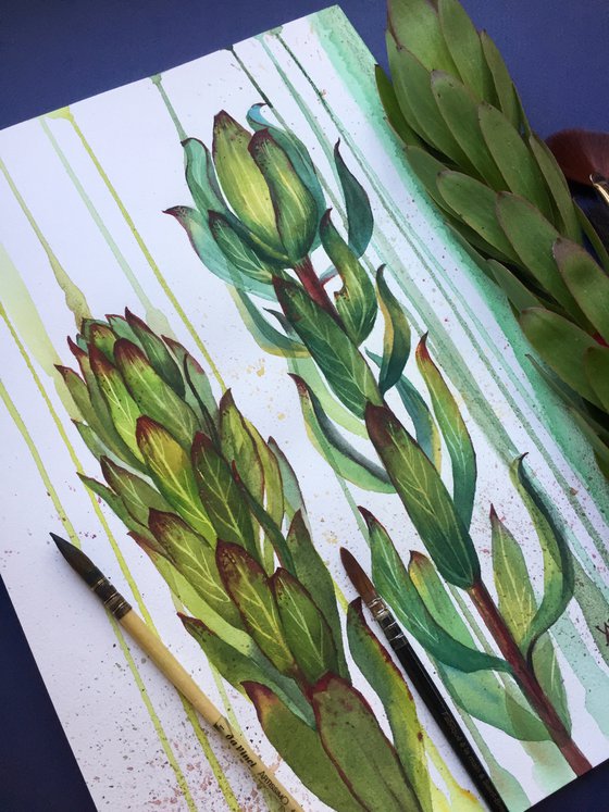 Leucadendron flower. Botanical painting