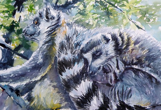 Ring tailed lemur