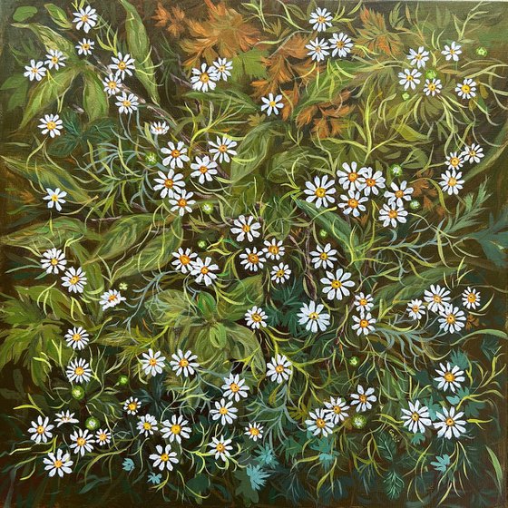 Daisies of the Forest