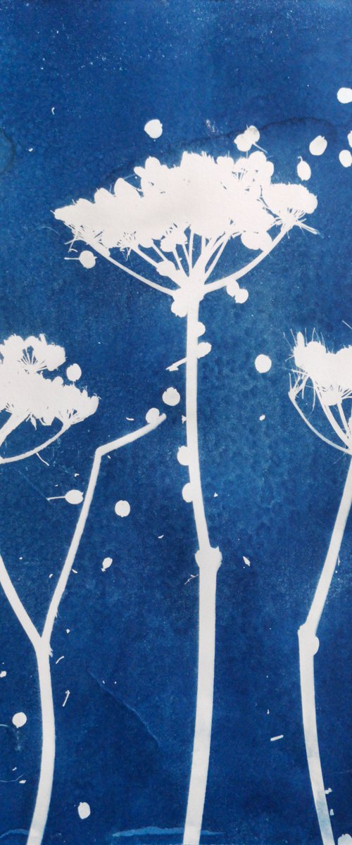 Umbellifer Cyanotype by Paul Nash