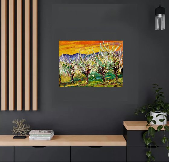 Cherrytrees in spring